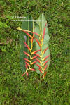 Heliconia signa-hispanica